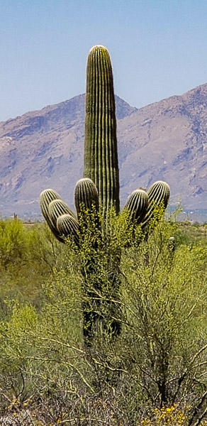 Saguaro National Park, Arizona